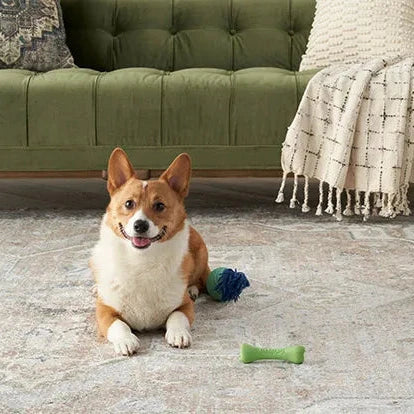 Cozy living room scene with a brown and white dog on a Nourison Rugs London area rug under a green sofa and cream throw